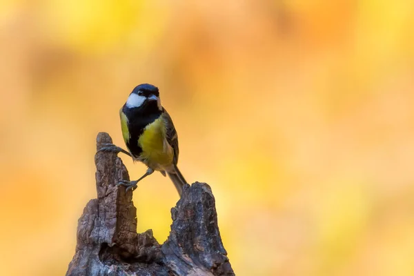 Прекрасний Птах Природний Фон Велика Синиця — стокове фото