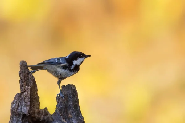 Beautiful Bird Nature Background Coal Tit Periparus Ater — Zdjęcie stockowe