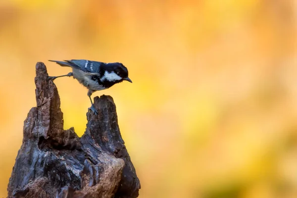 Beautiful Bird Nature Background Coal Tit Periparus Ater — ストック写真