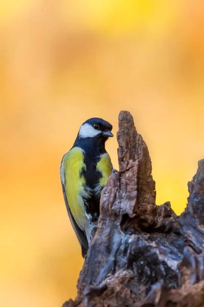 Beautiful Bird Nature Background Great Tit — Zdjęcie stockowe
