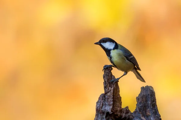 Beautiful Bird Nature Background Great Tit — Photo