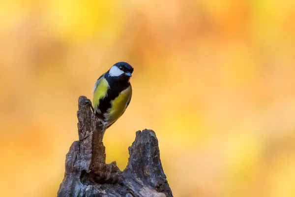 Beautiful Bird Nature Background Great Tit — Photo