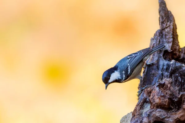 Beautiful Bird Nature Background Coal Tit Periparus Ater — Stok fotoğraf