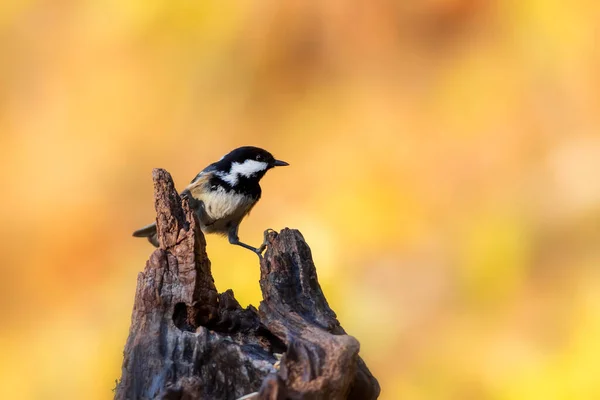 Beautiful Bird Nature Background Coal Tit Periparus Ater — Stockfoto