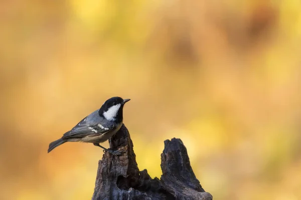 Beautiful Bird Nature Background Coal Tit Periparus Ater — Stockfoto