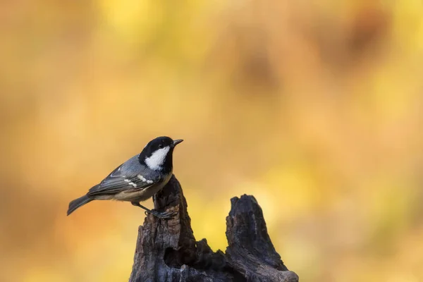 Beautiful Bird Nature Background Coal Tit Periparus Ater — ストック写真