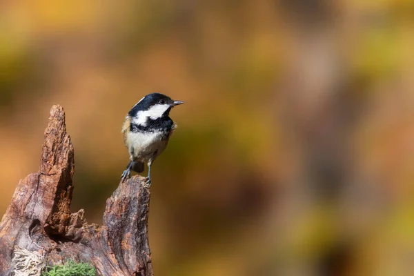 Beautiful Bird Nature Background Coal Tit Periparus Ater — Stockfoto