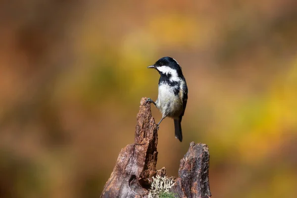 Прекрасний Птах Природний Фон Вугільний Тит Перипарусі — стокове фото