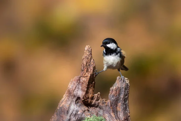 Beautiful Bird Nature Background Coal Tit Periparus Ater — Stock Fotó