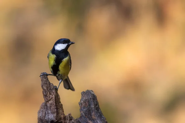 Beautiful Bird Nature Background Great Tit — Zdjęcie stockowe