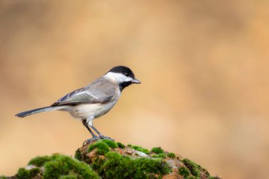 Small songbird. Nature background. Sombre Tit. Poecile lugubris.