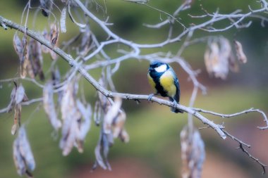 Small songbird. Nature background. Bird: Great Tit. Parus major.