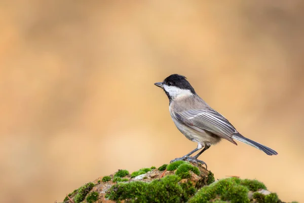 Small Songbird Nature Background Sombre Tit Poecile Lugubris — 图库照片