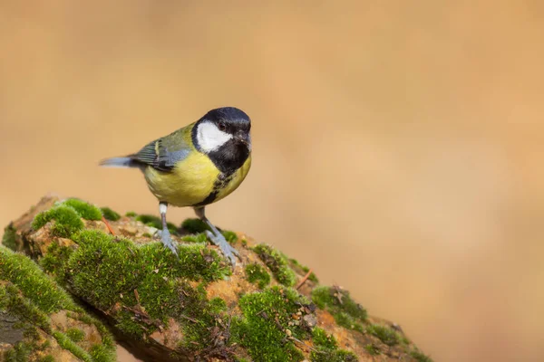 Small Songbird Nature Background Bird Great Tit Parus Major — Stockfoto