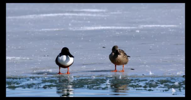 Zamrzlé Jezero Ptáci Modré Pozadí Přírody Northern Shoveler Spatula Clypeata — Stock video