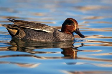 Yüzen ördek. Avrasyalı Teal. Mavi su arkaplanı.. 