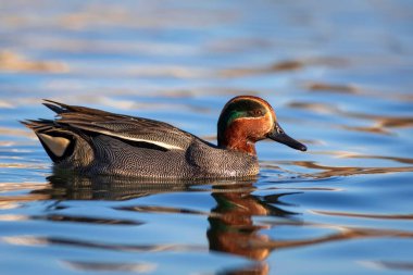 Yüzen ördek. Avrasyalı Teal. Mavi su arkaplanı.. 