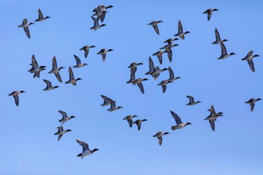 Uçan ördekler. Mavi gökyüzü arka planı. Mallard. Anas platyrhynchos ve Avrasya Teal 'i 