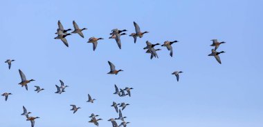 Uçan ördekler. Mavi gökyüzü arka planı. Mallard. Anas platyrhynchos ve Avrasya Teal 'i 