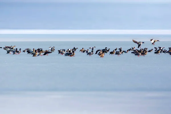 Lac Gelé Oiseaux Blanc Fond Bleu Nature Oiseaux Canard Colvert — Photo