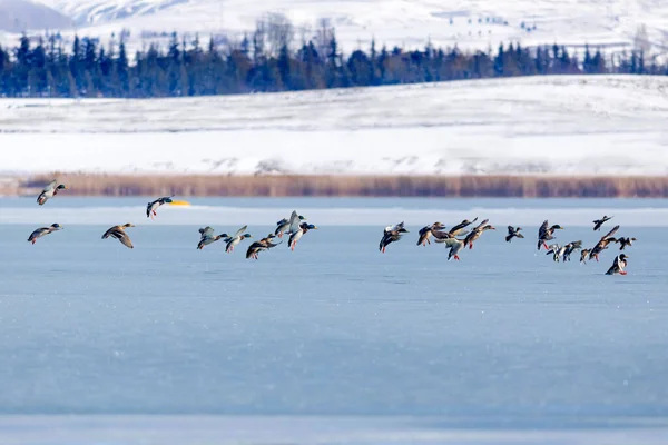 Gefrorener See Und Vögel Weiß Blauer Naturhintergrund Vögel Stockente Widder — Stockfoto
