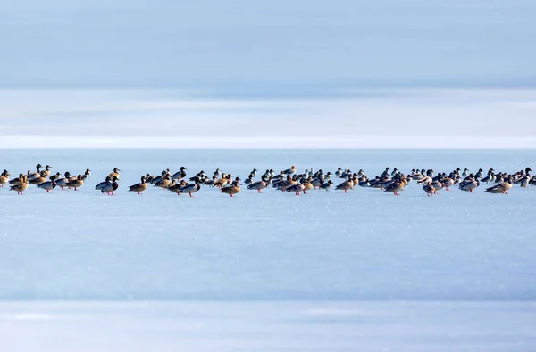 Lac Gelé Oiseaux Blanc Fond Bleu Nature Oiseaux Canard Colvert — Photo