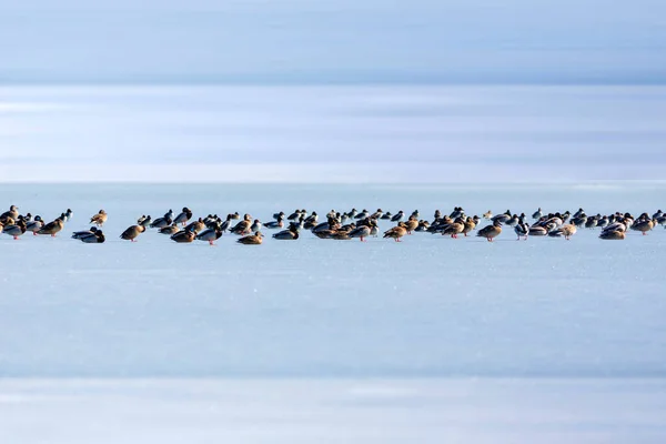 Lac Gelé Oiseaux Blanc Fond Bleu Nature Oiseaux Canard Colvert — Photo