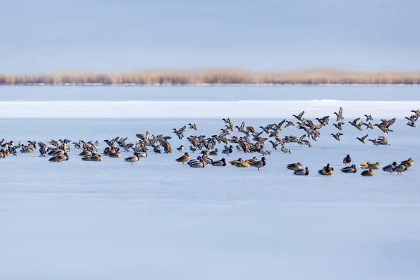 Gefrorener See Und Vögel Weiß Blauer Naturhintergrund Vögel Stockente Widder — Stockfoto