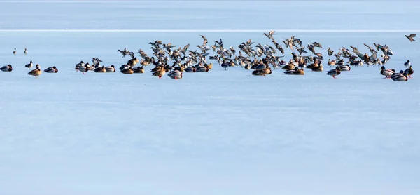 Lago Congelado Aves Fondo Blanco Naturaleza Azul Pájaros Mallard Wigeon — Foto de Stock