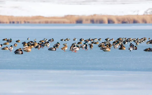 Gefrorener See Und Vögel Weiß Blauer Naturhintergrund Vögel Stockente Widder — Stockfoto