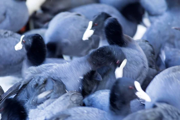 Abstrakt Natur Fläckiga Fåglar Blå Vatten Bakgrund — Stockfoto