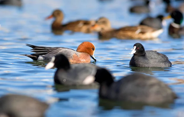湖和鸟 蓝色水底 欧亚大陆的鸽子 欧亚Coot — 图库照片