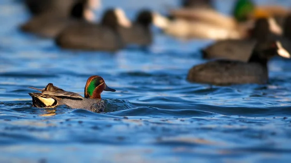 Plavání Kachny Eurasian Teal Anas Crecca Modrá Voda Pozadí — Stock fotografie