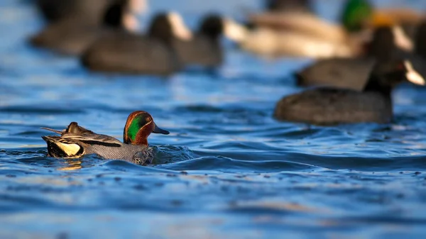 Schwimmende Ente Krickenten Anas Crecca Blauer Wasserhintergrund — Stockfoto