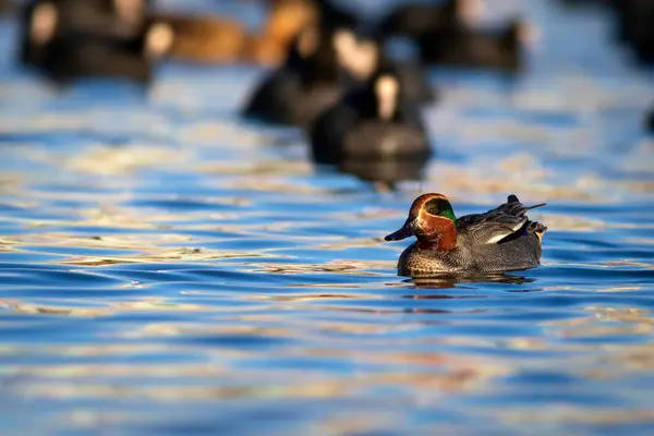 Swimming Duck Eurasian Teal Anas Crecca Blue Water Background — Stock Photo, Image