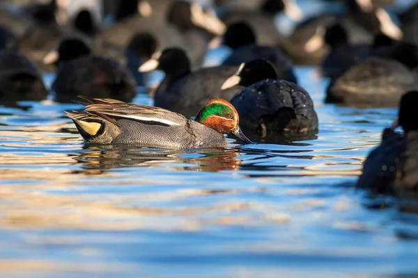 Plavání Kachny Eurasian Teal Anas Crecca Modrá Voda Pozadí — Stock fotografie