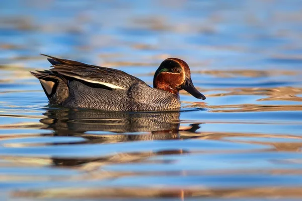 Pato Nadador Teal Eurasiático Anas Crecca Fondo Agua Azul — Foto de Stock