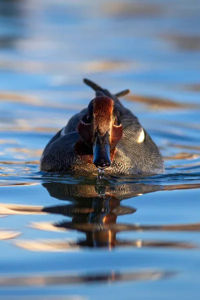 Pato Nadador Teal Eurasiático Anas Crecca Fondo Agua Azul — Foto de Stock