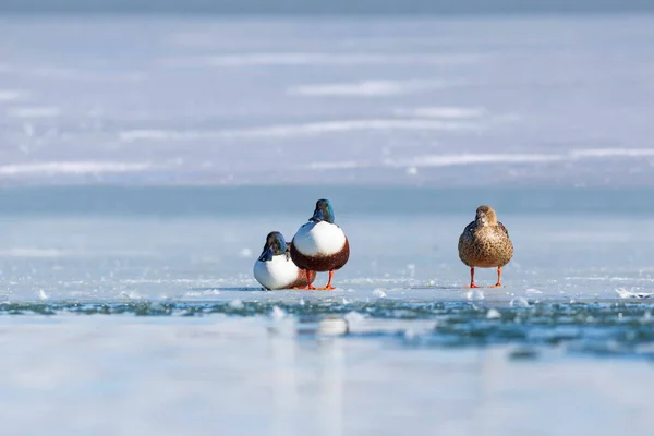 Winternatur Gefrorener See Und Vögel Weiß Blauer Naturhintergrund Ente Nördliche — Stockfoto