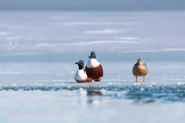 Zimní Příroda Zmrzlé Jezero Ptáci Bílé Modré Pozadí Přírody Duck — Stock fotografie