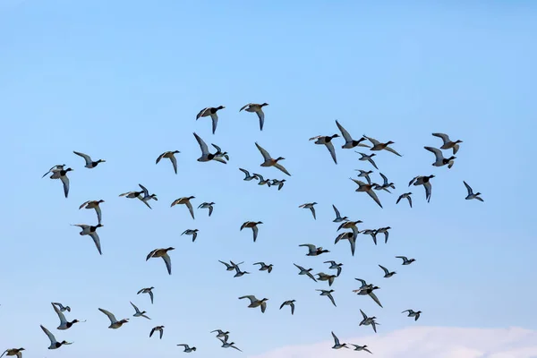 Fliegende Enten Blauer Himmel Hintergrund Stockente Anas Platyrhynchos Und Krickente — Stockfoto