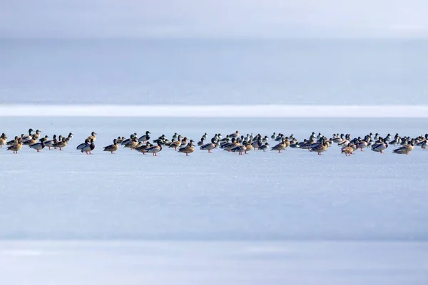 Frozen Lake Birds White Blue Nature Background Birds Mallard Eurasian — Stock Photo, Image