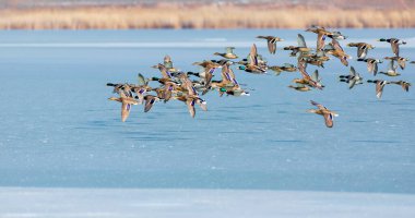 Donmuş göl ve kuşlar. Beyaz mavi doğa geçmişi. Kuşlar; Mallard, Avrasyalı Wigeon ve Avrasyalı Teal. 