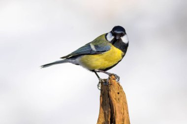 Cute little bird. Great tit. Winter nature background. 