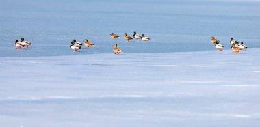 Donmuş göl ve kuşlar. Beyaz mavi doğa geçmişi. Kuşlar; Mallard, Avrasyalı Wigeon ve Avrasyalı Teal. 