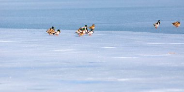 Donmuş göl ve kuşlar. Beyaz mavi doğa geçmişi. Kuşlar; Mallard, Avrasyalı Wigeon ve Avrasyalı Teal. 