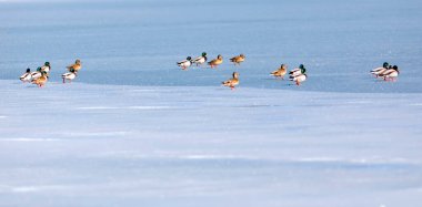 Donmuş göl ve kuşlar. Beyaz mavi doğa geçmişi. Kuşlar; Mallard, Avrasyalı Wigeon ve Avrasyalı Teal. 