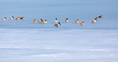 Donmuş göl ve kuşlar. Beyaz mavi doğa geçmişi. Kuşlar; Mallard, Avrasyalı Wigeon ve Avrasyalı Teal. 