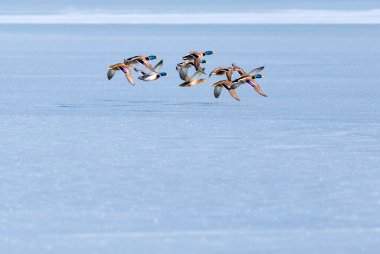 Donmuş göl ve kuşlar. Beyaz mavi doğa geçmişi. Kuşlar; Mallard, Avrasyalı Wigeon ve Avrasyalı Teal. 
