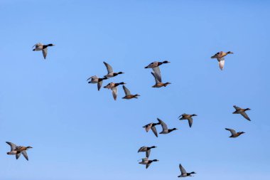 Uçan ördekler. Mavi gökyüzü arka planı. Mallard. Anas platyrhynchos ve Avrasya Teal 'i 